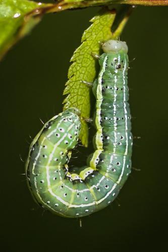 Réf. 247 015 : Cosmia trapezina